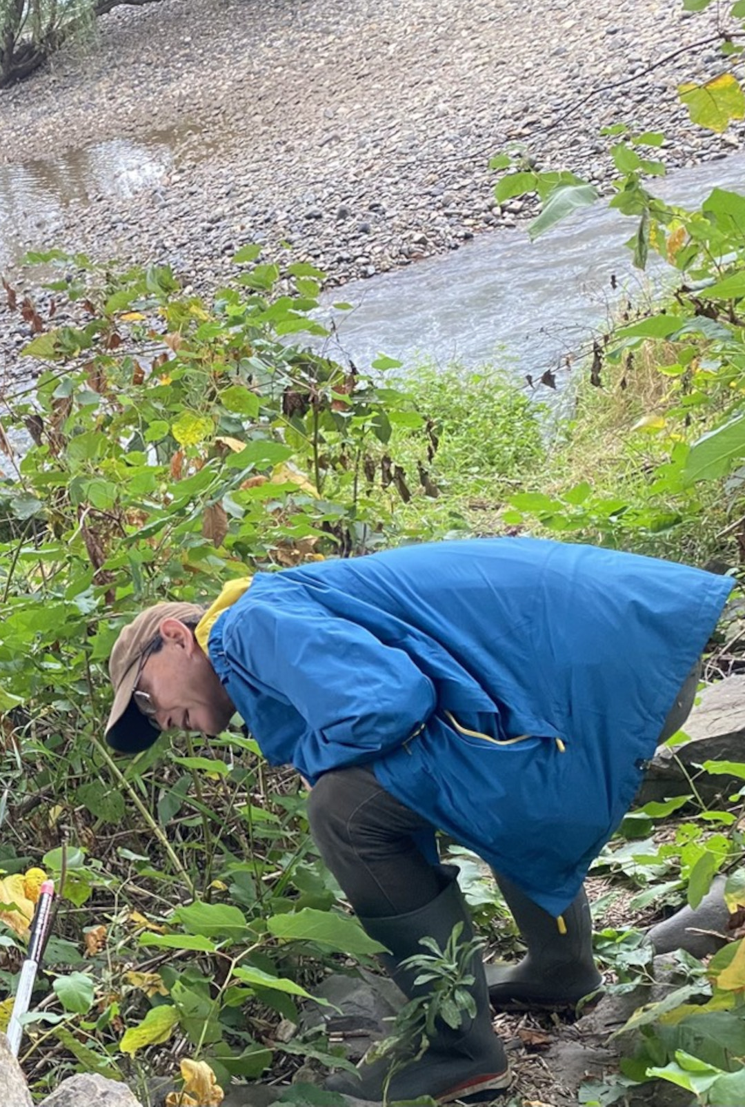 カワウ追い払い