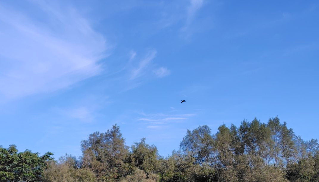 カワウ追い払い