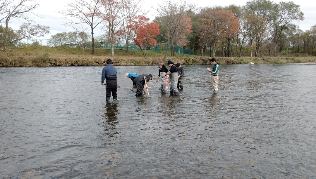 サクラマス発眼卵放流