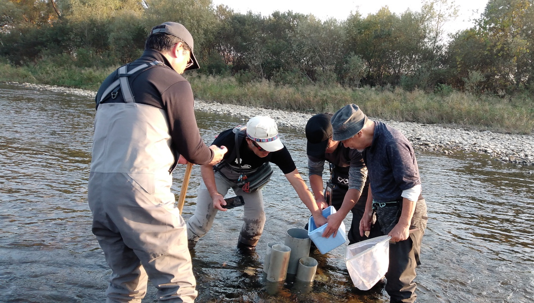 サクラマス発眼卵放流