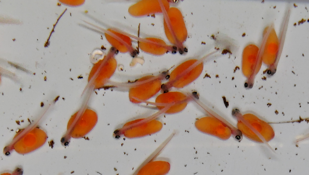 生まれたての稚魚